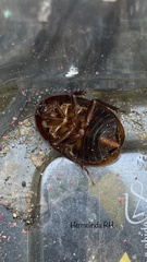 Homoeogamia mexicana