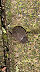 Homoeogamia mexicana