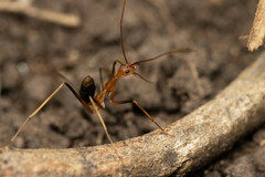 Leptomyrmex rufipes