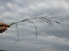 Eragrostis albensis