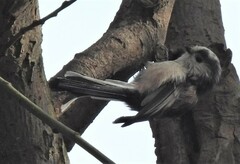 Aegithalos caudatus