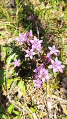 Gentianella germanica
