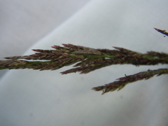Eragrostis albensis