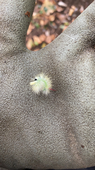 Calliteara pudibunda