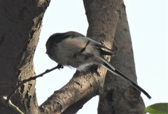 Aegithalos caudatus