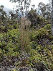 Andropogon bicornis