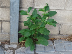 Phytolacca americana