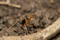 Leptomyrmex rufipes