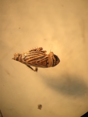 Aphrodes