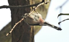 Aegithalos caudatus