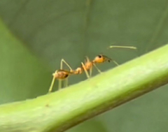 Oecophylla smaragdina
