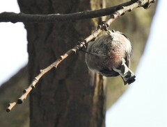 Aegithalos caudatus