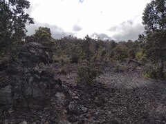 Metrosideros polymorpha