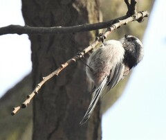 Aegithalos caudatus