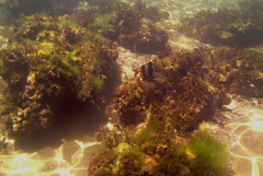 Pseudogoniistius nigripes