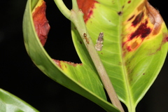 Anoplolepis gracilipes