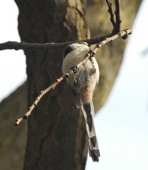 Aegithalos caudatus
