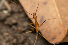 Leptomyrmex rufipes