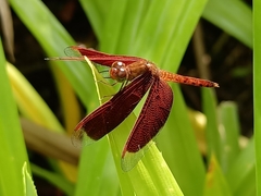 Neurothemis fluctuans