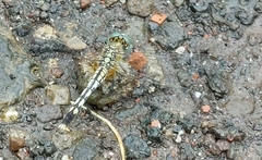 Diplacodes trivialis