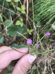 Epilobium ciliatum