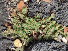 Euphorbia thymifolia