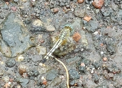 Diplacodes trivialis