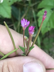 Epilobium ciliatum