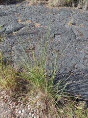 Andropogon bicornis