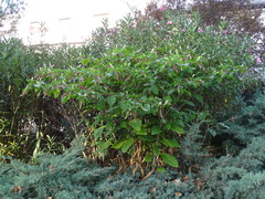 Phytolacca americana