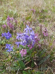 Delphinium chamissonis