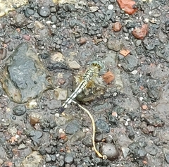 Diplacodes trivialis