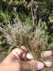 Schizachyrium condensatum
