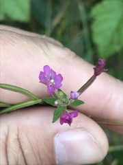 Epilobium ciliatum