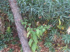 Phytolacca americana