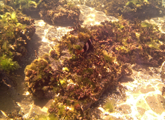 Pseudogoniistius nigripes