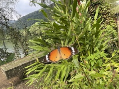 Danaus chrysippus