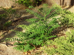 Ailanthus altissima