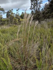 Andropogon bicornis