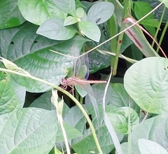 Crocothemis servilia