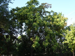 Ailanthus altissima