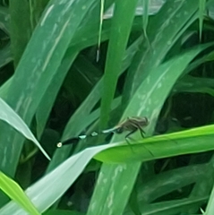 Orthetrum sabina