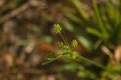 Cyperus cyperoides