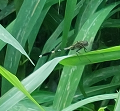 Orthetrum sabina