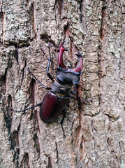 Lucanus cervus