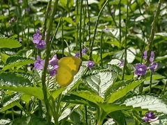 Eurema hecabe
