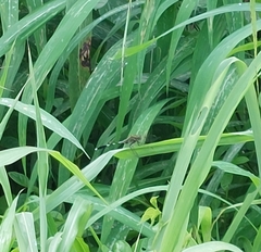 Orthetrum sabina