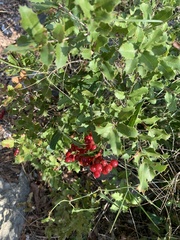 Smilax aspera