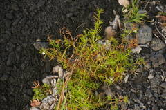 Polypremum procumbens