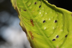 Anoplolepis gracilipes